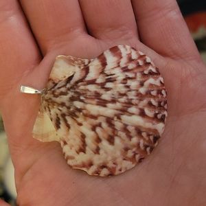 Beautiful SeaShell Pendant necklace